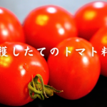 収穫したてのトマト料理。