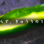 【きゅうりの1本漬け】糖質1.9g。漬けるだけで失敗なし!糖質オフさっぱり常備菜
